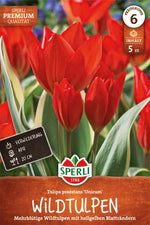 Premium Wildtulpe Unicum