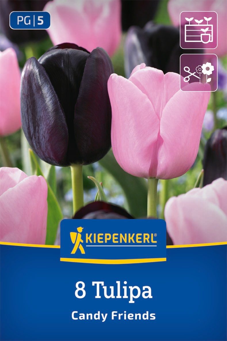 Tulpen Mix Candy Friends