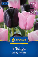 Tulpen Mix Candy Friends