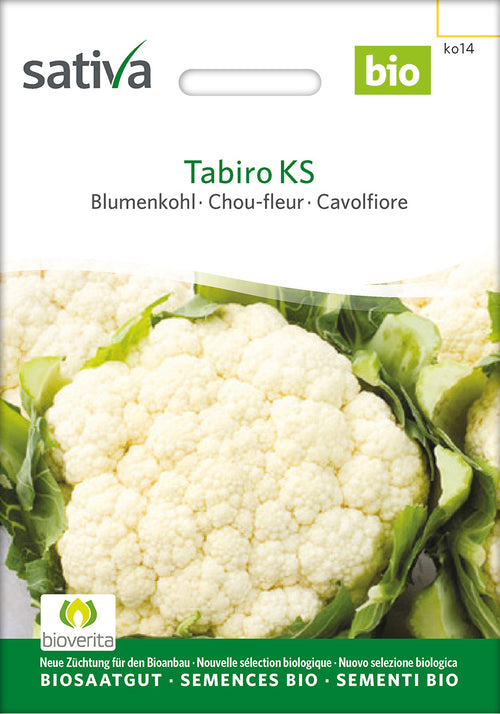 Sativa Blumenkohl Tabiro KS