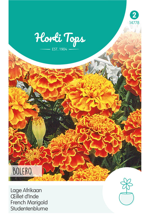 Horti Tops Studentenblume Bolero