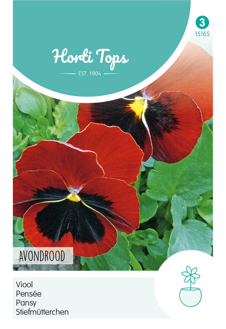 Horti Tops Garten-Stiefmütterchen Schweizer Riesen Abendglut