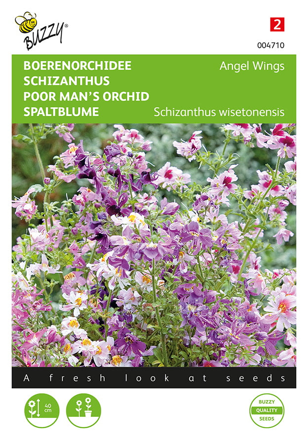 Buzzy Seeds Spaltblume Angel Wings