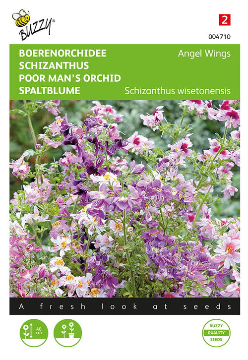 Buzzy Seeds Spaltblume Angel Wings