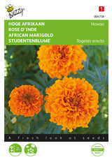 Buzzy Seeds Studentenblumen Hawaii orange