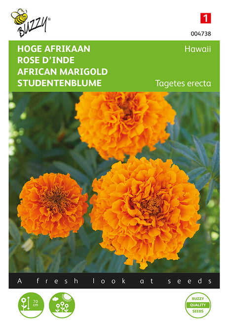 Buzzy Seeds Studentenblumen Hawaii orange