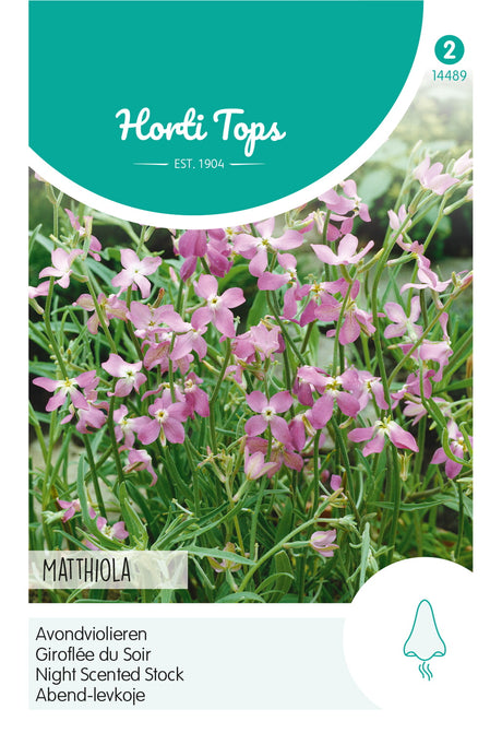 Horti Tops Levkoje Abendduft Rosa
