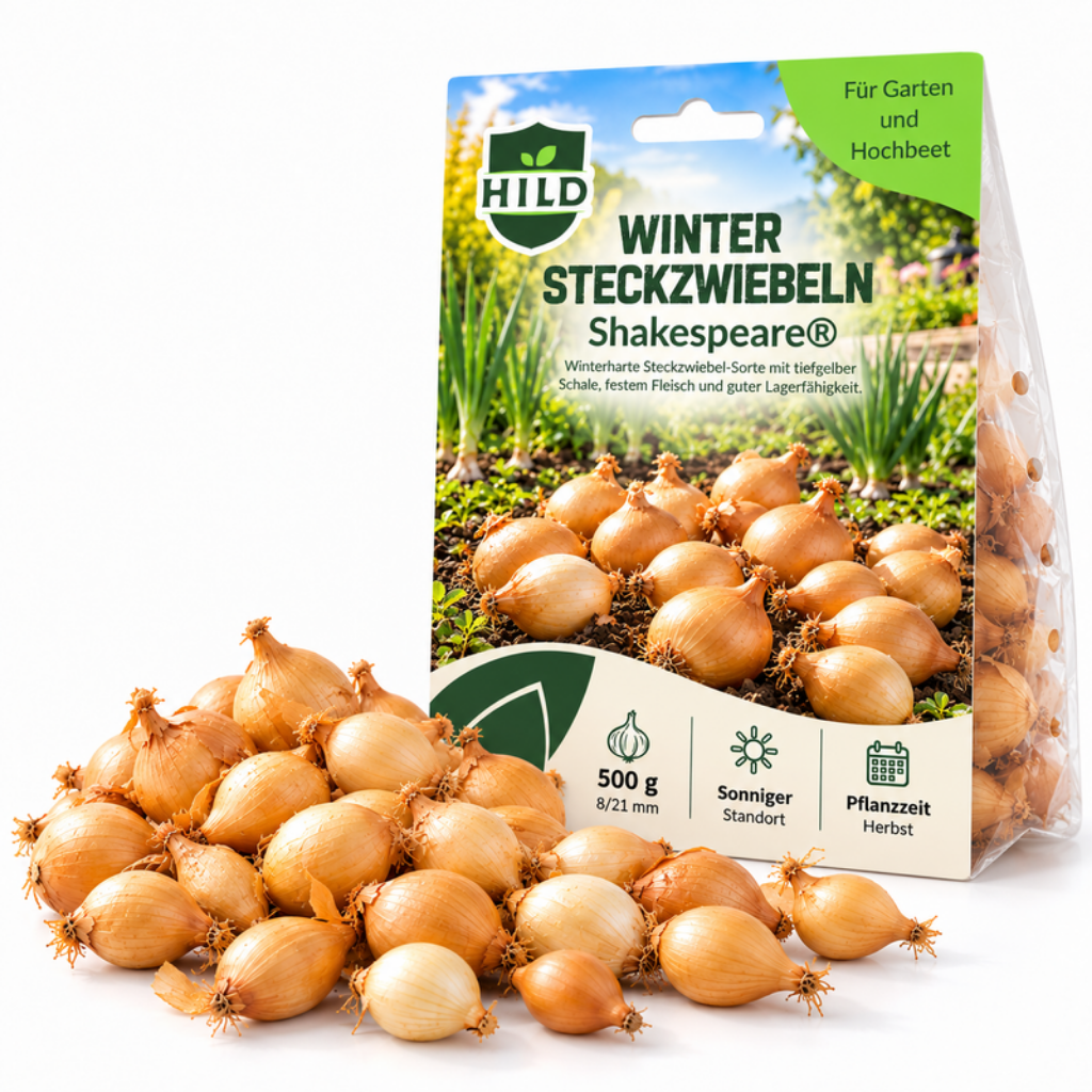 HILD Wintersteckzwiebel Shakespeare® 500 Gramm