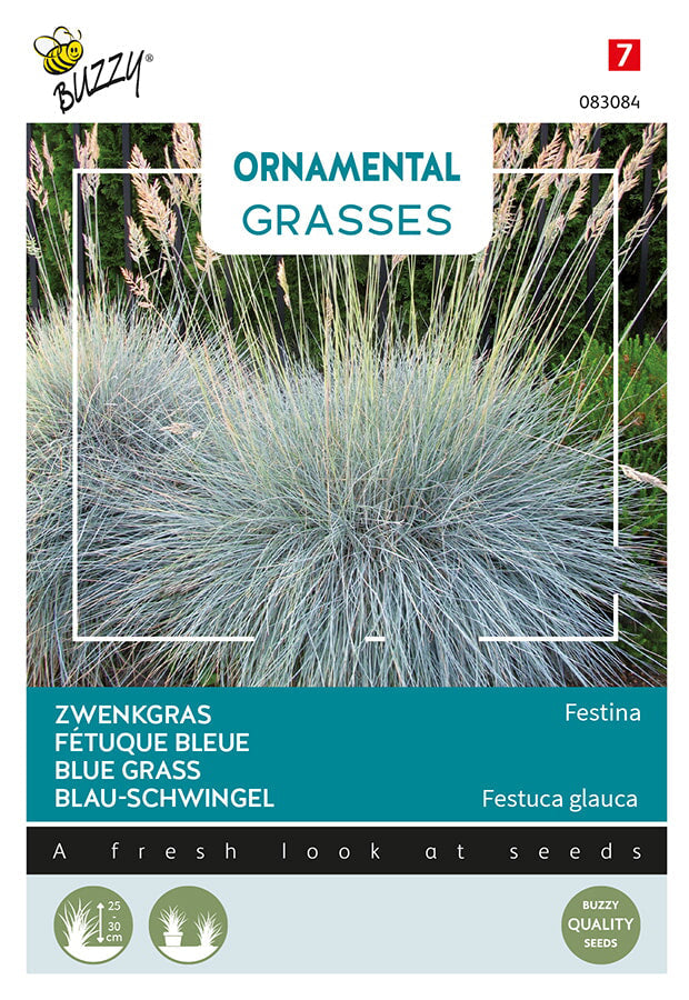 Buzzy Seeds Blau-Schwingel 'Festina'