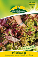 Quedlinburger Pflück-& Schnittsalat Amerikanischer brauner