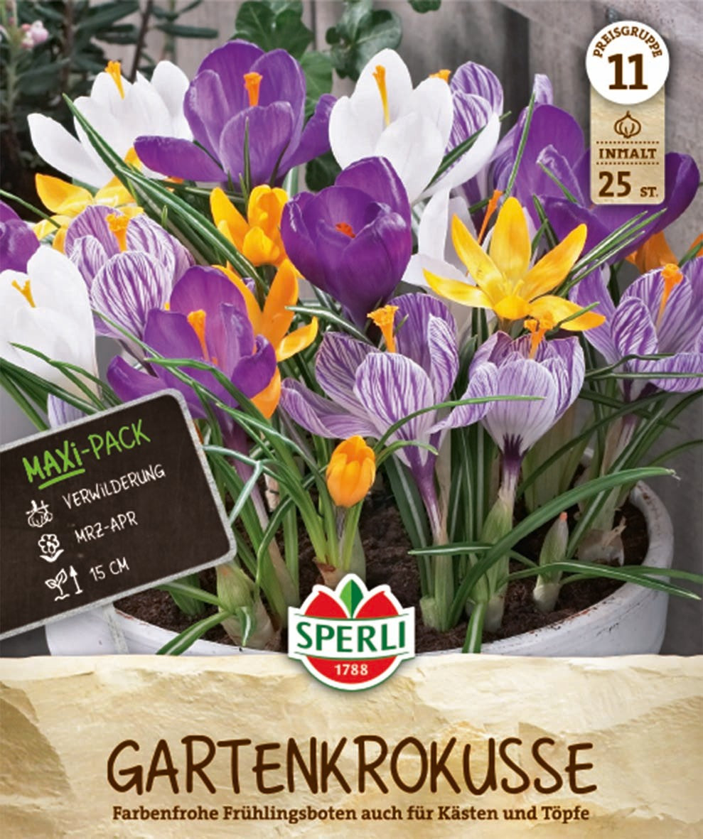 Maxi Gartenkrokus Mix