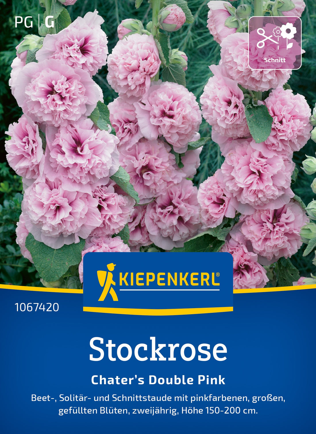 Kiepenkerl Stockrosen Chater’s Double Pink