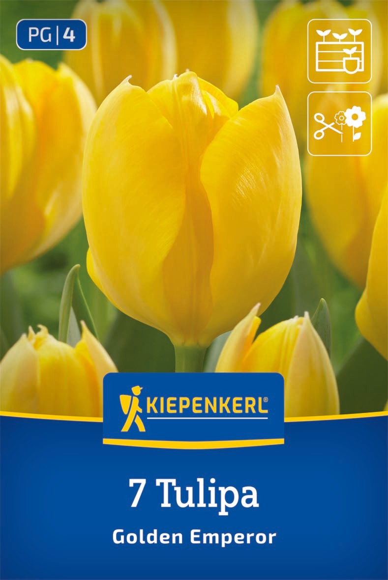Fosteriana-Tulpe Golden Emperor