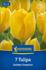 Fosteriana-Tulpe Golden Emperor