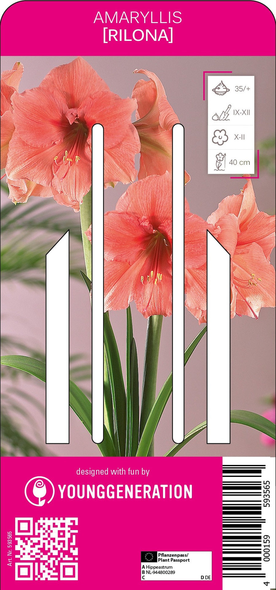 Amaryllis Rilona