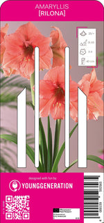 Amaryllis Rilona