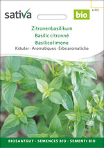 Sativa Zitronenbasilikum