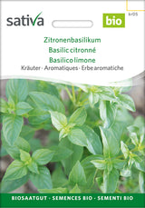 Sativa Zitronenbasilikum