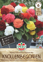 SPERLI Begonie  Begonia Fimbriata Mix