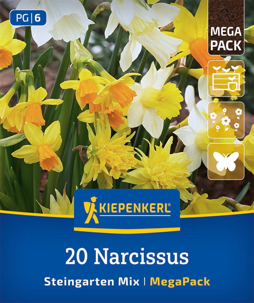 Mega-Pack Steingartennarzissen Mischung