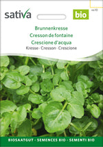 Sativa Kresse Brunnenkresse