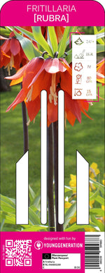Kaiserkrone Rubra