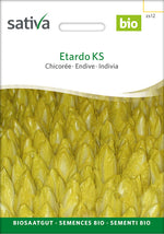 Sativa Chicorée Etardo KS