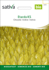 Sativa Chicorée Etardo KS