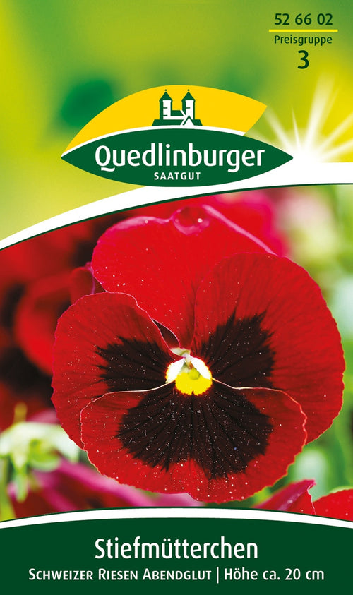 Quedlinburger Stiefmütterchen Schweizer Riesen Abendglut