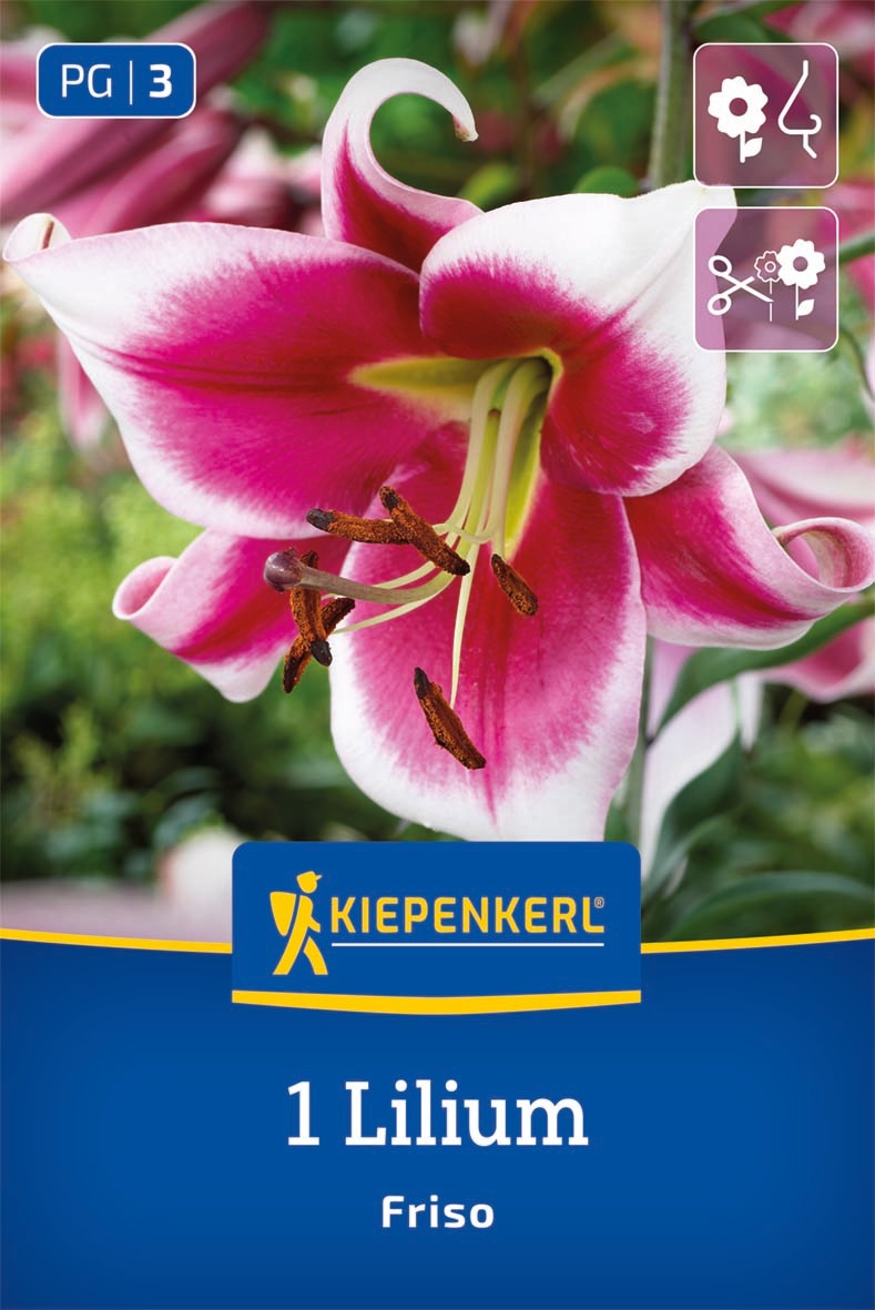 Lilien-Hybride Friso