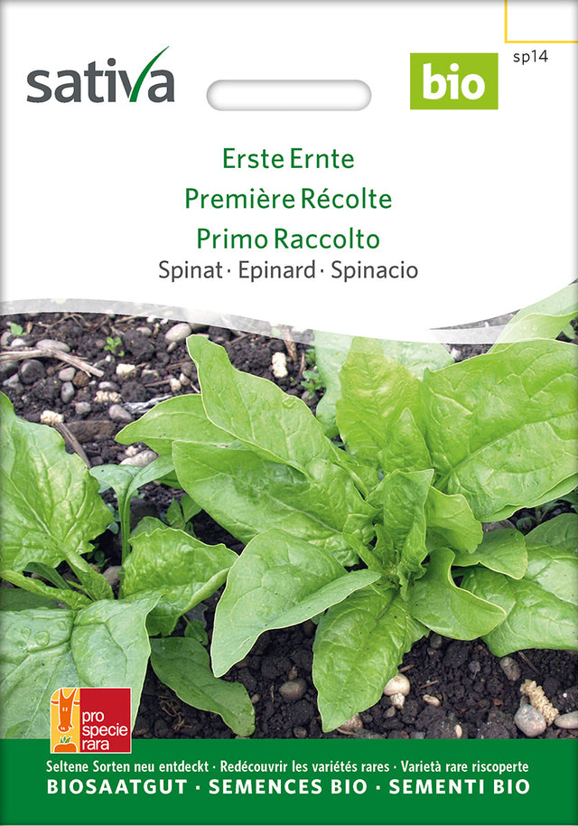 Sativa Spinat Erste Ernte