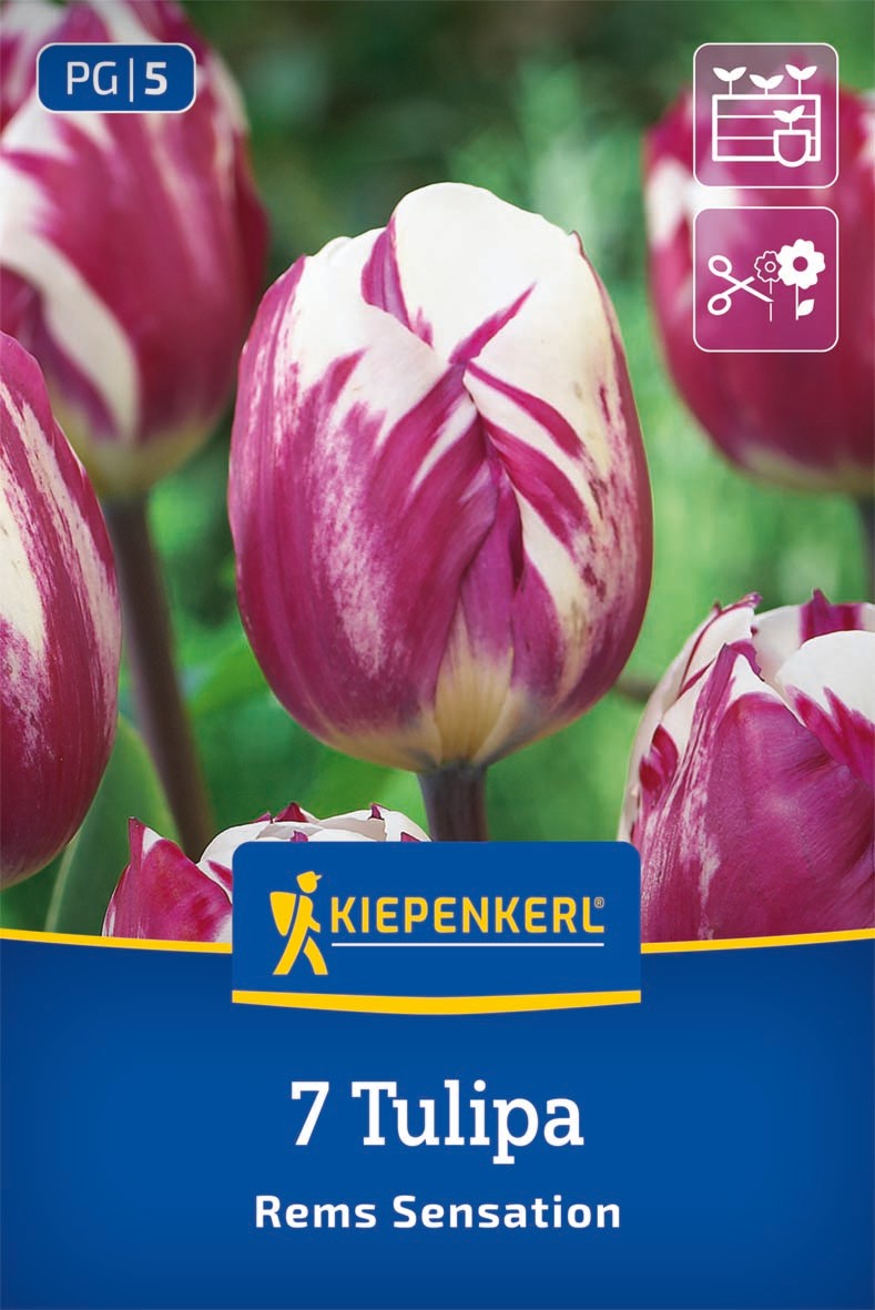 Triumph-Tulpe Rems Sensation