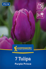 Einfache frühe Tulpe Purple Prince