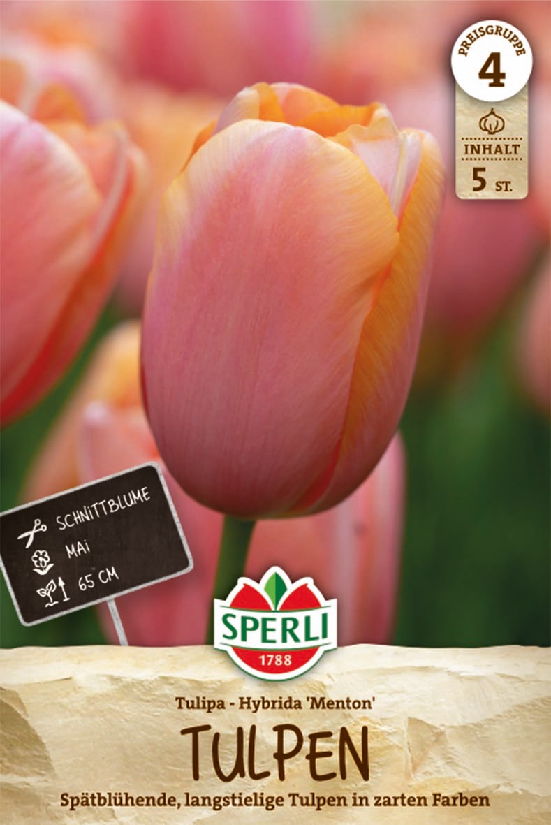 Einfache Späte Tulpe Menton