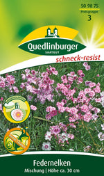 Quedlinburger Federnelke Mischung