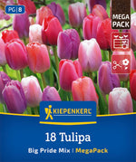 Mega-Pack Darwin-Hybrid-Tulpen Big Pride Mix