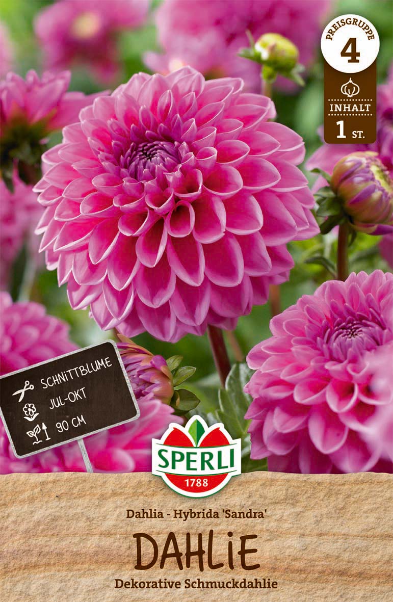 SPERLI Dahlie Sandra