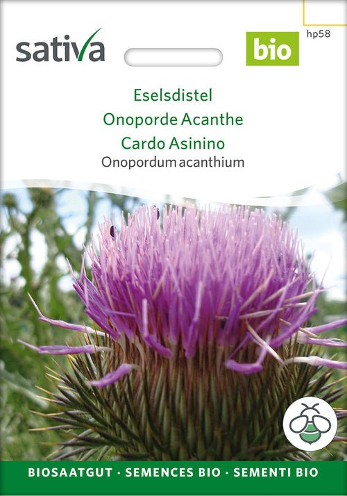 Sativa Onopordum acanthium Eselsdistel