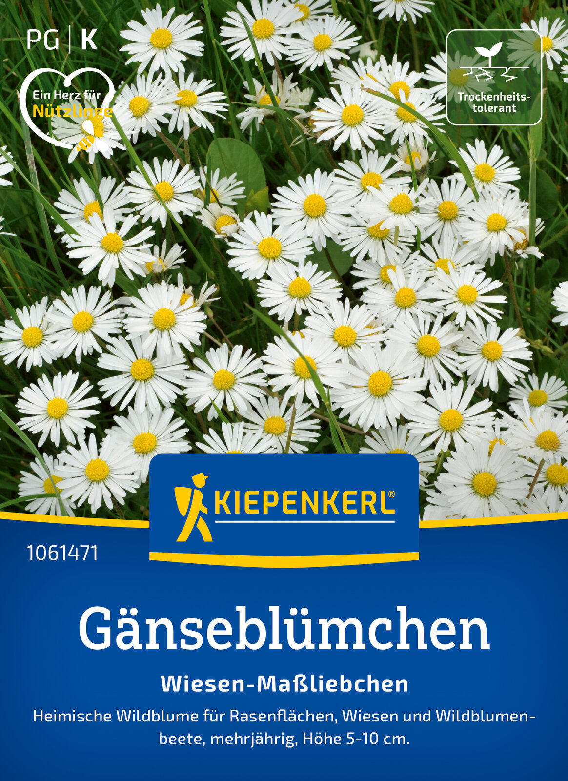 Kiepenkerl Gänseblümchen Wiesen-Maßliebchen