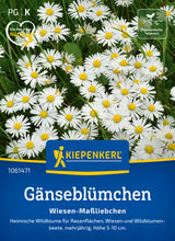 Kiepenkerl Gänseblümchen Wiesen-Maßliebchen