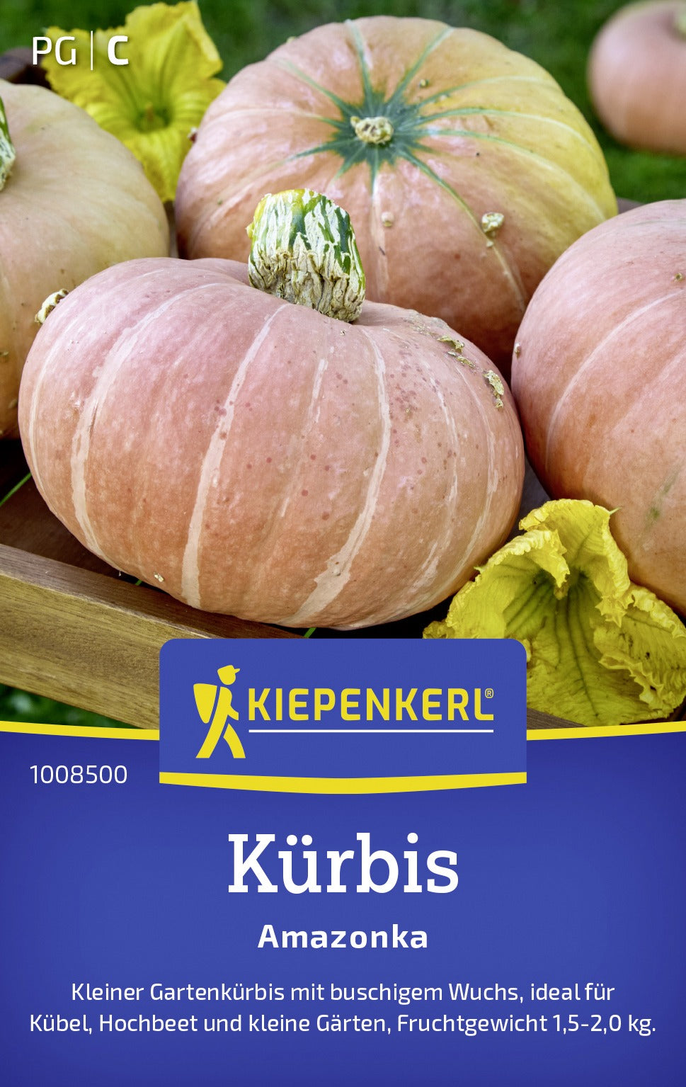 Kiepenkerl Kürbis Amazonka