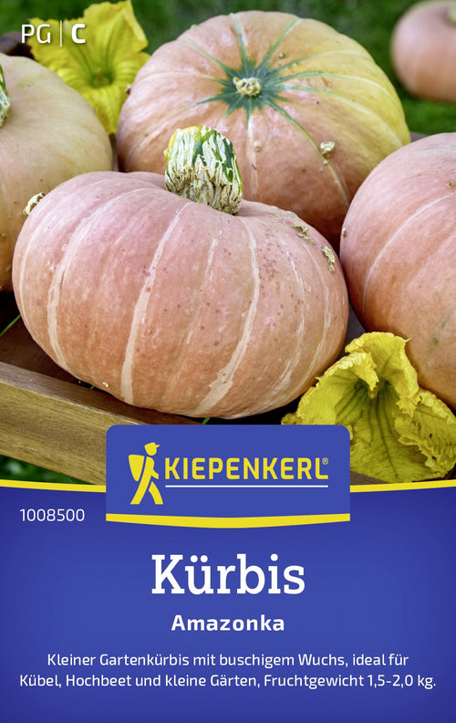 Kiepenkerl Kürbis Amazonka