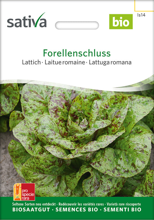 Sativa Lattich Forellenschluss