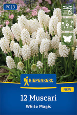Traubenhyazinthe White Magic