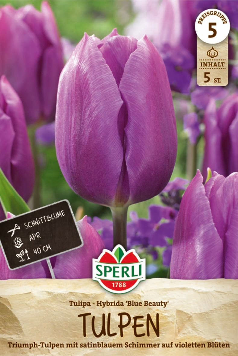 Triumph-Tulpe Blue Beauty