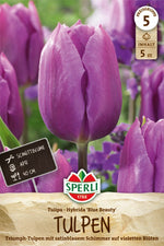 Triumph-Tulpe Blue Beauty