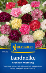 Kiepenkerl Landnelke Grenadin Mischung