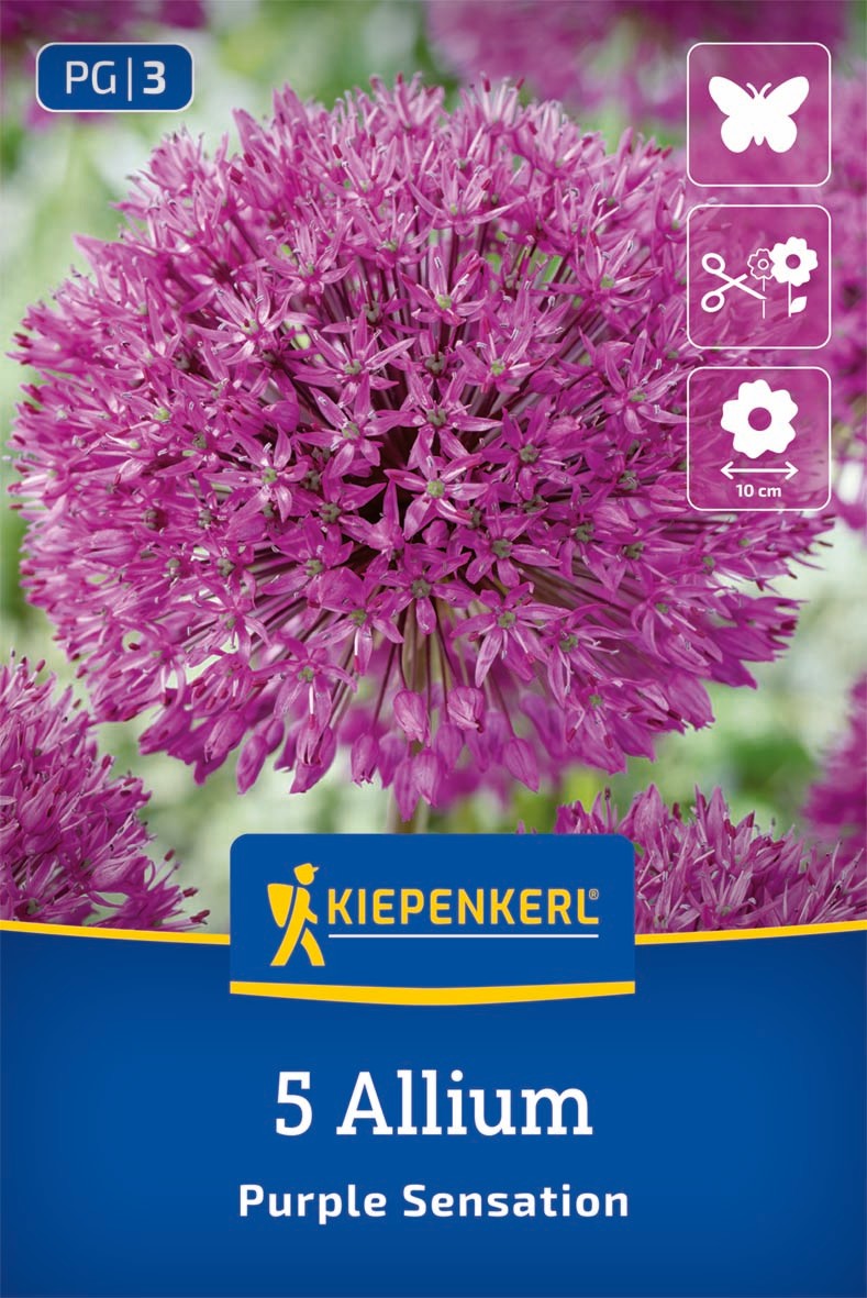 Zierlauch Purple Sensation