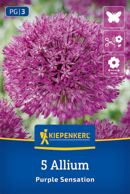 Zierlauch Purple Sensation
