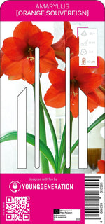Amaryllis Orange Souvereign